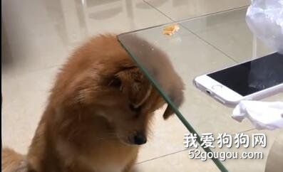 在線求助！狗子這個智商還有救嗎？