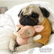 警惕！家中潛藏的四個毛孩安全危機，你知道嗎？
