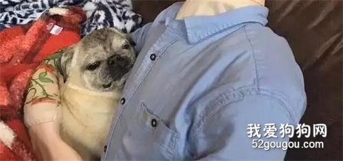 主人一出門，狗狗就自殘，為了安撫焦慮癥愛犬，主人做了個“影分身”...
