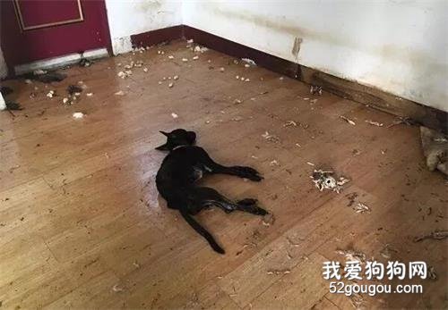 男子搬家獨留兩只狗狗，工作人員：它為了活命啃食了同伴的尸體...