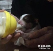 奶狗沒斷奶被扔垃圾桶，小哥帶回家，2個月后，網友：小天使~
