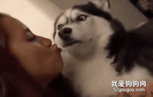 二哈：你別過來，我可不是隨便的汪！