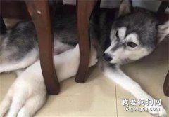 哈士奇意外懷孕，生下兩只小二哈，主人看清它們模樣后笑噴了...