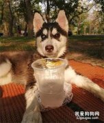 主人給二哈一杯水，沒想到卻發現了個大秘密！