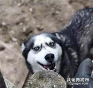 二哈吃飯竟把舌頭咬穿...要打疫苗嗎？好慌！