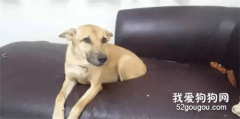 回到家，狗子乖乖的坐在沙發上，結果仔細一看，主人暴怒...