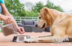 狗狗一天喂幾次比較合適？