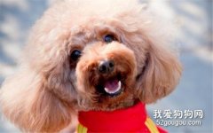 狗狗眼屎多是什么原因？