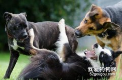 為什么狗狗喜歡互相聞屁股？