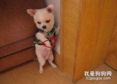 千萬別再讓狗狗罰站了，懲罰狗狗的禁忌有哪些？