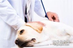 狗狗發燒的癥狀與治療