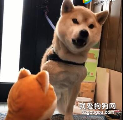 如何惹怒一只狗？復讀它的汪汪汪！