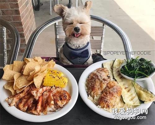 流浪狗搖身一變成美食主播，坐擁35萬粉絲被稱為“狗界食神”！