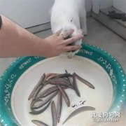 主人準備煮泥鰍，貓就過來試圖偷走，于是主人想了這個辦法！