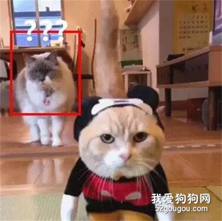 主人給短腿貓穿上米老鼠裝，結果小伙伴們....