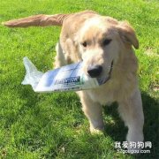 你知道金毛為啥叫尋回犬嗎？