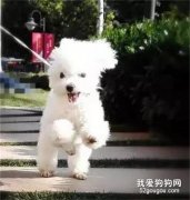 學會這些，你家狗就是大家口中：別人家的狗狗....