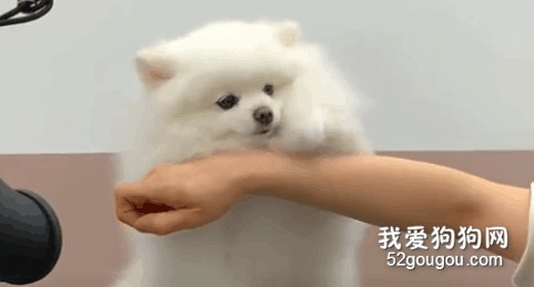 這么乖的狗去哪里找？