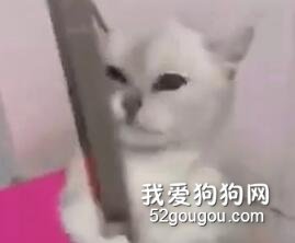 貓咪洗完澡，不敢吹風，死命抱著鋼管...忍不住笑噴了...