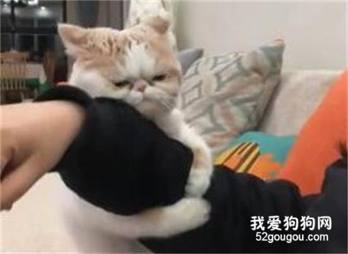 這樣的粘人精哪里領！實不相瞞我想要！！