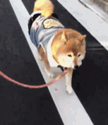 網友無奈表示，家里的柴犬有特殊的癖好，出門必須這樣走！