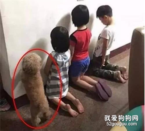 小主人偷偷喂狗狗零食，結果被罰站，狗狗看見小主人罰站后竟然…