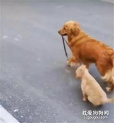 金毛媽媽牽著小金毛出門，這一幕似曾相識啊！