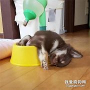真羨慕這群小狗子想睡就睡的能力！萌翻你沒商量！