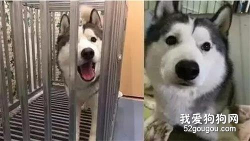 二哈：請原諒我放浪不羈的靈魂....