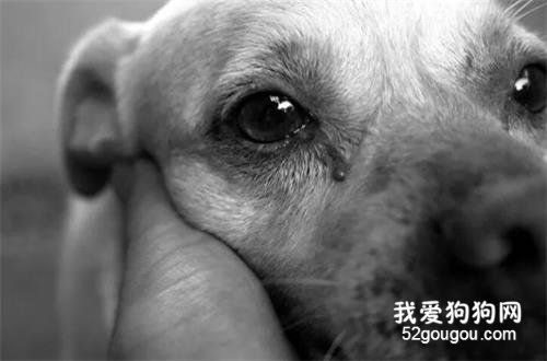 20一場的狗比賽，你都能看見什么？