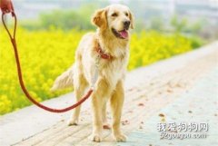 如何選擇狗狗牽引繩？