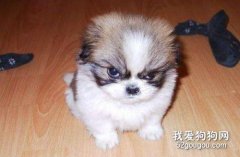 狗狗生氣怎么判斷 ？