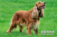 狗狗絕育的優點和缺點都有哪些？