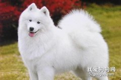薩摩耶性格特點大解析