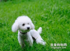 貴賓犬飼養的注意事項都有哪些