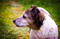 狗狗老年癡呆的前兆都有哪些？