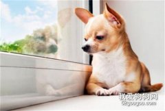狗狗死后最好的處理方式是什么？