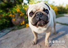 史上最能吃的幾種狗狗，有你家狗子嗎？