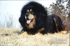 最長壽的狗狗都有哪些？