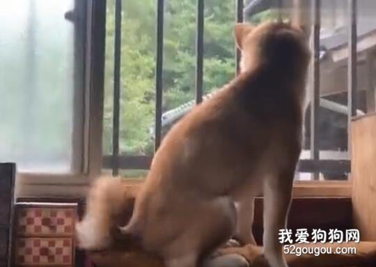 主人外出回家，狗子激動得快要昏過去了，而貓…