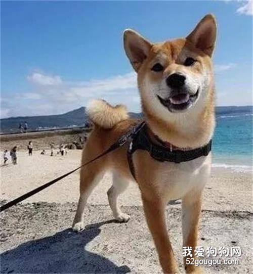 聽說柴柴高冷不黏人，養了之后被嚇到了：這貨沒自己的生活？