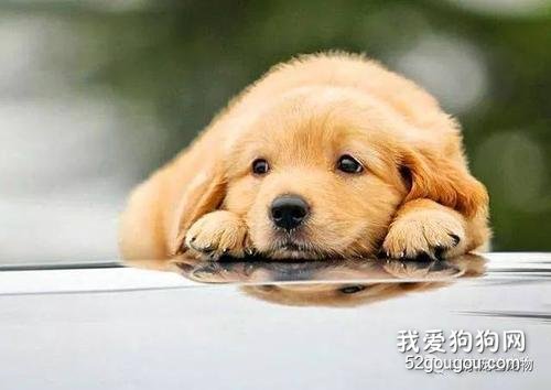 狗狗的一天都是怎么度過的？