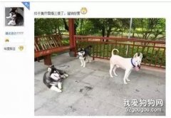 網友曬圖表示收齊了雪橇三傻，其中微笑天使卻引來了質疑...