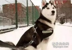聽說二哈當警犬了，結果兩秒后....