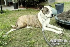 兩只狗同時消失，夫婦倆跨度十年終尋回，但過程讓人心酸不已。