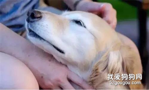 從金毛變成柯基，這個治愈過無數人的折翼小天使，離開了我們...