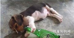 狗狗喝啤酒會造成什么后果?