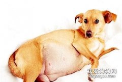怎樣不讓狗狗懷孕？狗狗避孕措施有哪些？