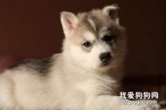 狗狗飲食搭配，狗狗飲食搭配的誤區有哪些？