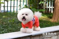 養狗的注意事項，養狗的禁忌都有什么?